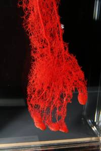 micro-capillaries
